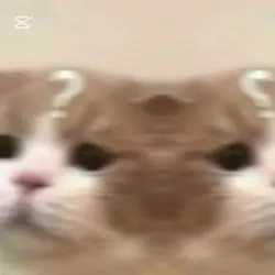 고양이인줄 알았는데 연금술사