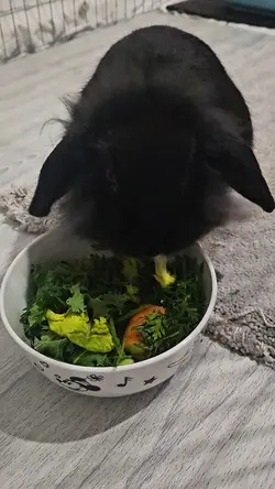 Bunny eating