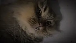 إلا عيونك إنت 