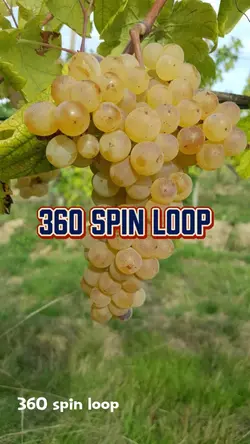 360 Spin Loop