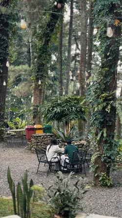 Forest Vibes 