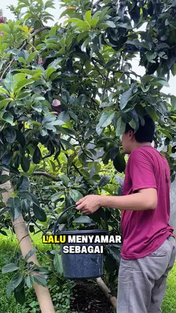 CEO DRAMA CINA