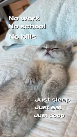 cat sleeping