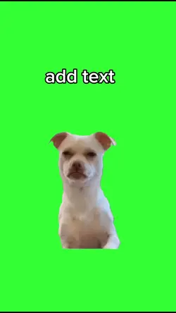 meme chien 