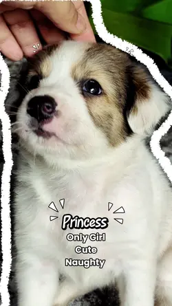 Meet our Puppies