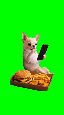 dog chiling