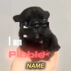 I am Pible
