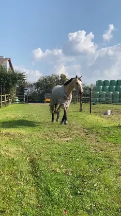SPIRIT WHO? slowmo 😻