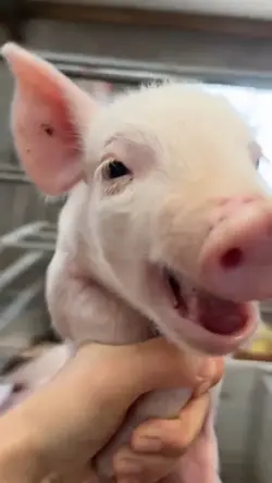 babi ketawa