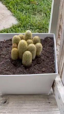 cactustime