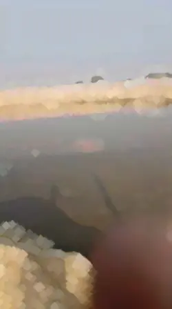 zaidali
