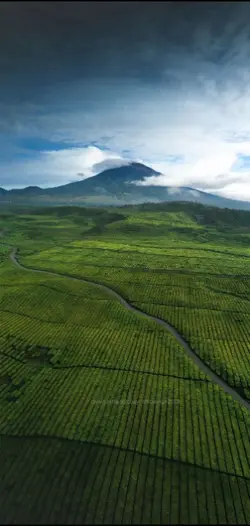 Nasib si Daun Pisang