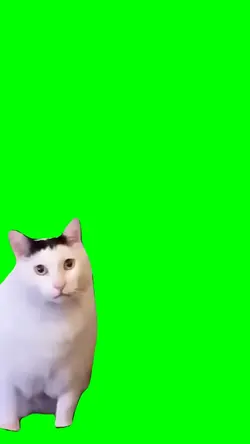 Cat "HUH" meme
