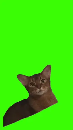 Cat/Gato