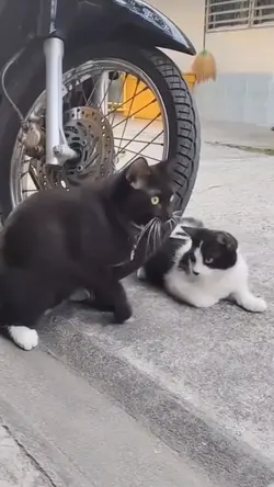 kucing pintar