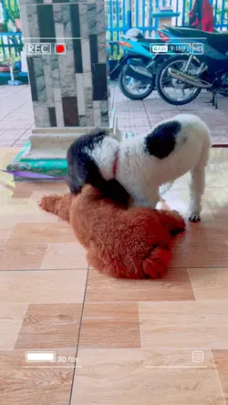 Lồng tiếng thú cưng