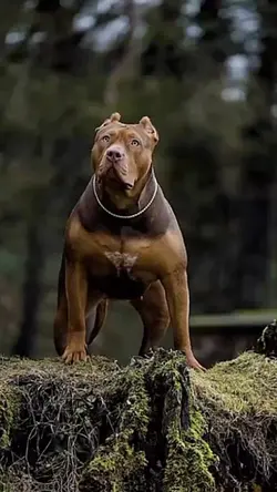 Monster from pitbull