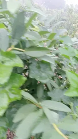 Miền quê yên bình 