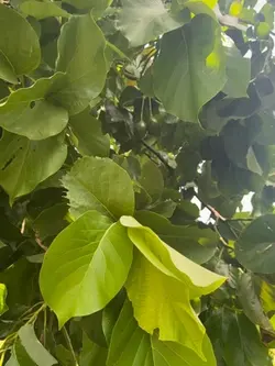 En el rancho 