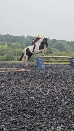 COW PONY!! <3