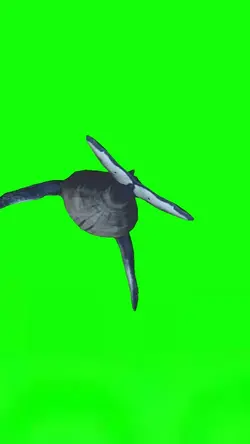 whale animation
