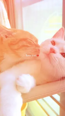 เพลงรัก 9 คลิป❤️