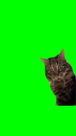 shocked cat reaction