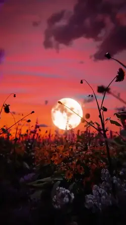 hindi song