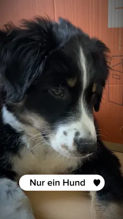 Nur ein Hund 