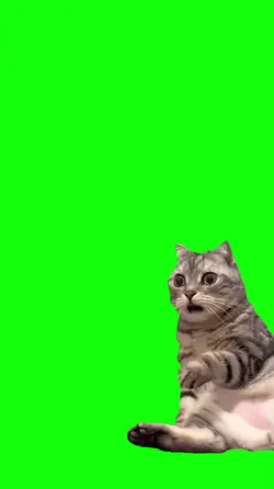 cat shocked face