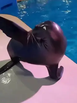🦭