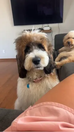 Dog cartoon Ai
