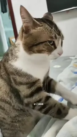 u i aaa ui