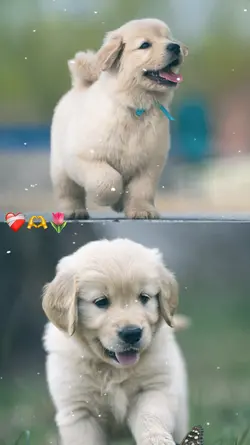 New template ❤️✨