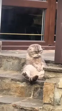 mentahan kucing 