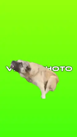 Dog trend
