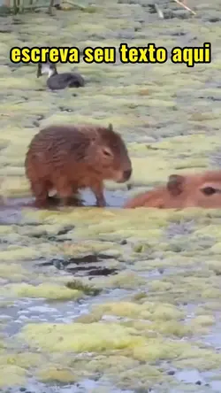 CAPIVARA 