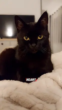 Cat facts!