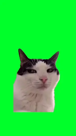 Cat staring