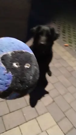 DIY kamień z psinką