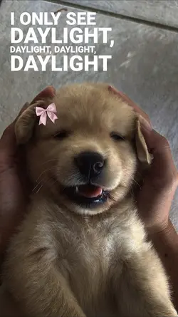 Pet photo