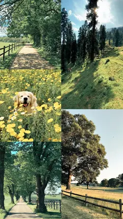 collage photos