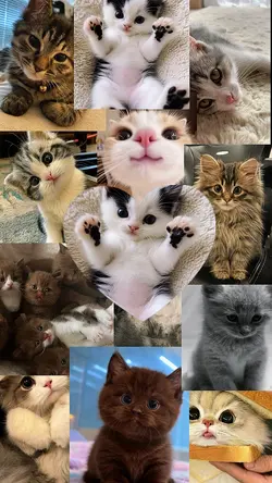 Cats