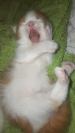 cute kitten sleeping