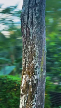 #Video HD🔥9:16