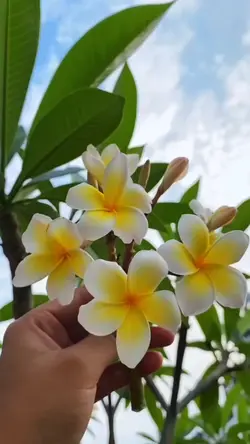 কাঠগোলাপ