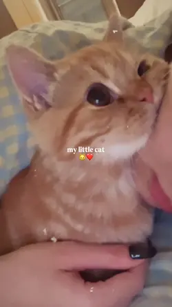 Meine Kleine Katze