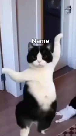 Dancing cat 