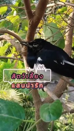 สัตว์เลี้ยงน่ารัก