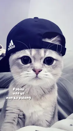 Kecee nihh therrr